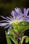 Southern pine aster